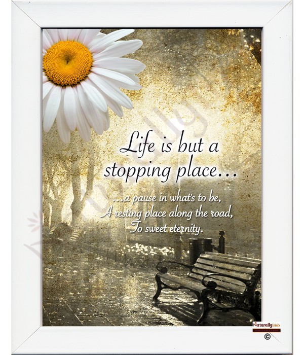 Daisy & Resting Bench Remembrance RM Frame